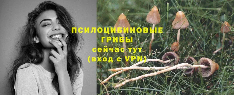 где купить наркоту  мега tor  Псилоцибиновые грибы Psilocybe  Белая Калитва 